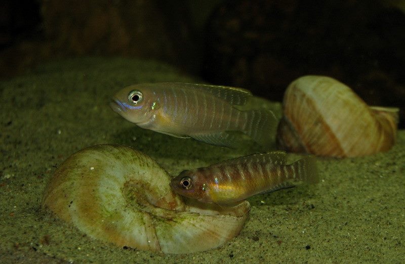 Neolamprologus brevis 'Congo'